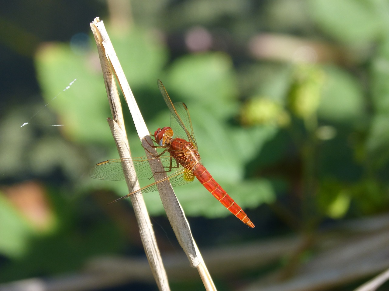 Image - ibélula red stem wetland