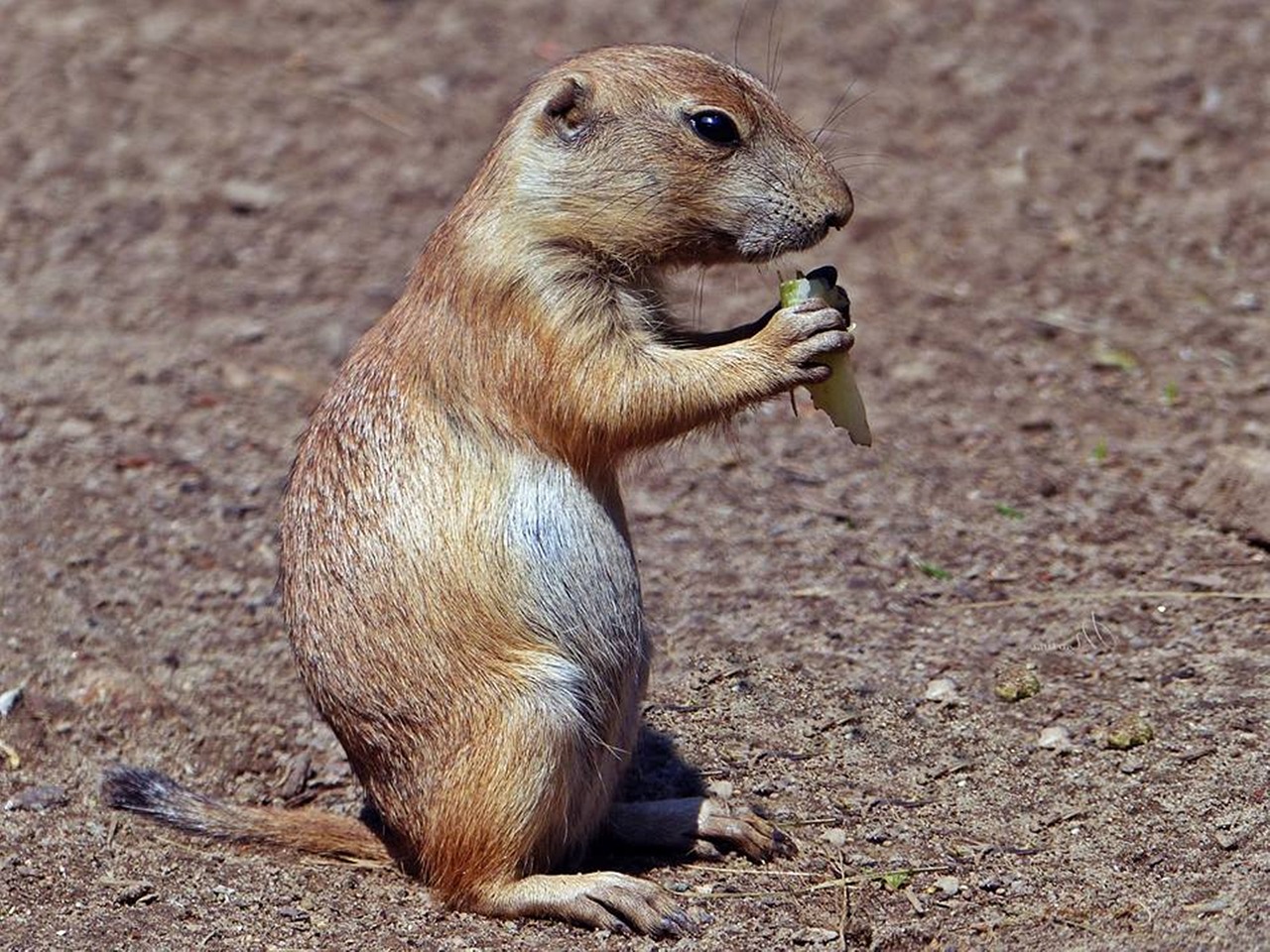 Image - prairie dog fauna animal nature