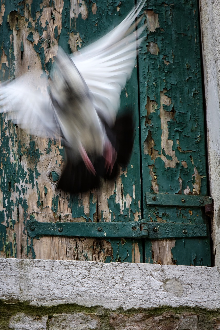 Image - venice pigeon shutters italy bird