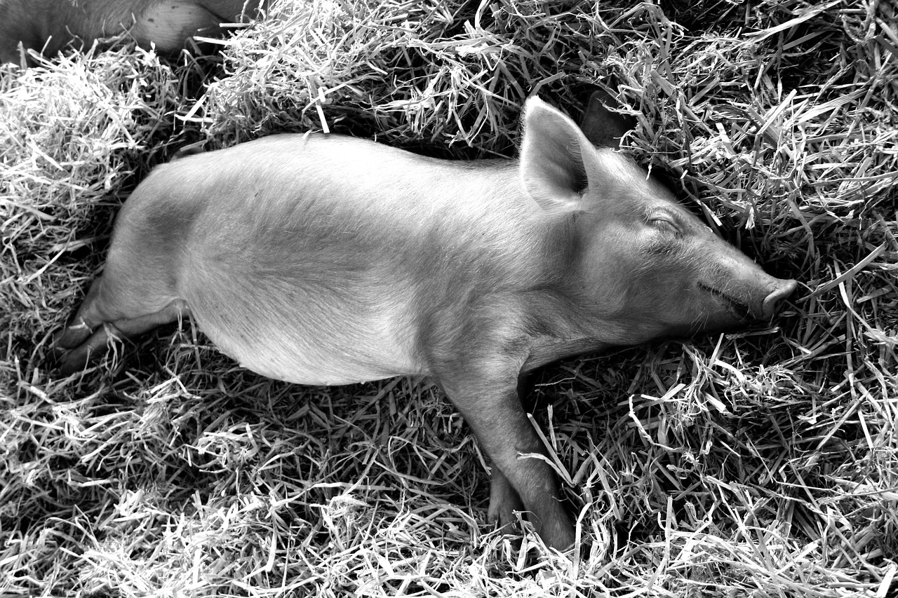 Image - piglet sleeping pig baby cute