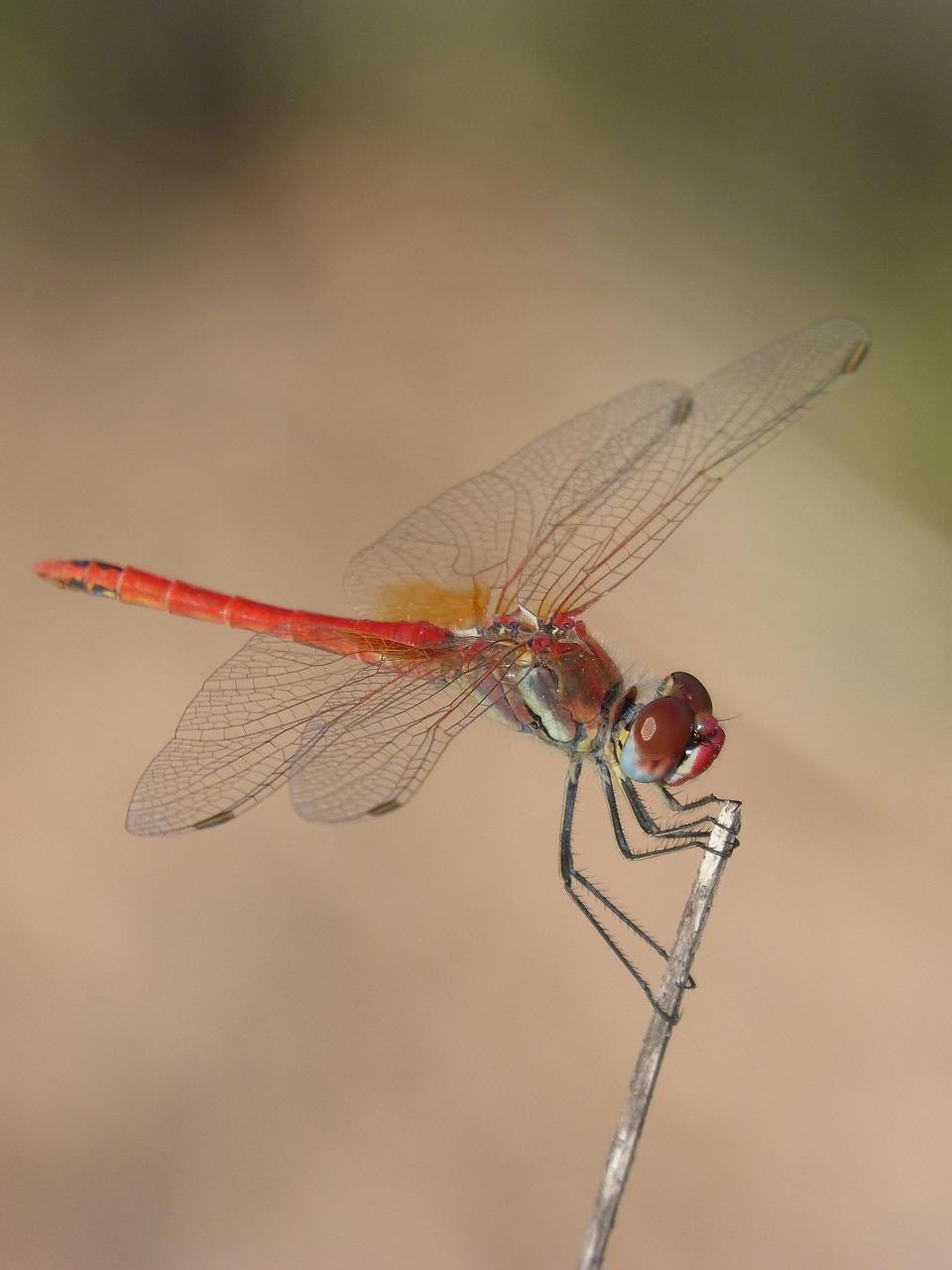 Image - red dragonfly detail branch