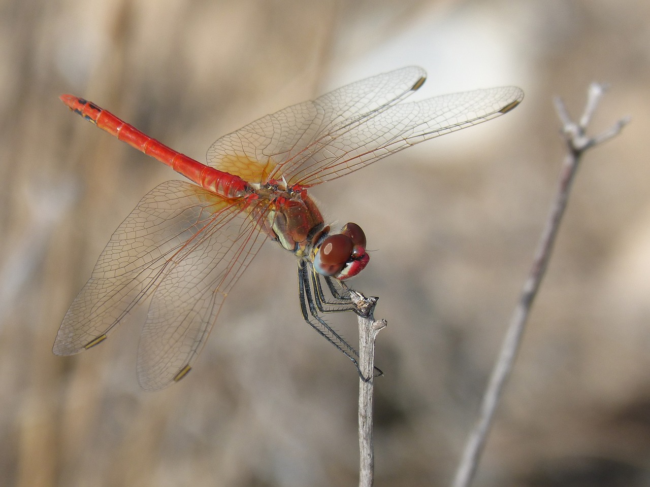 Image - red dragonfly detail branch