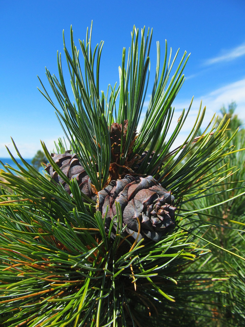 Image - cedar conifer nature