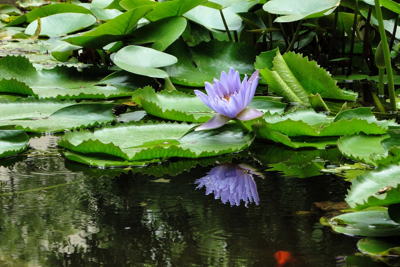 Image - nymphaea alba lotus flower pool