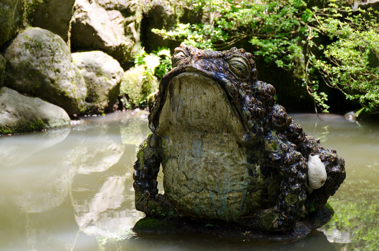 Image - toad peaceful pond frog water