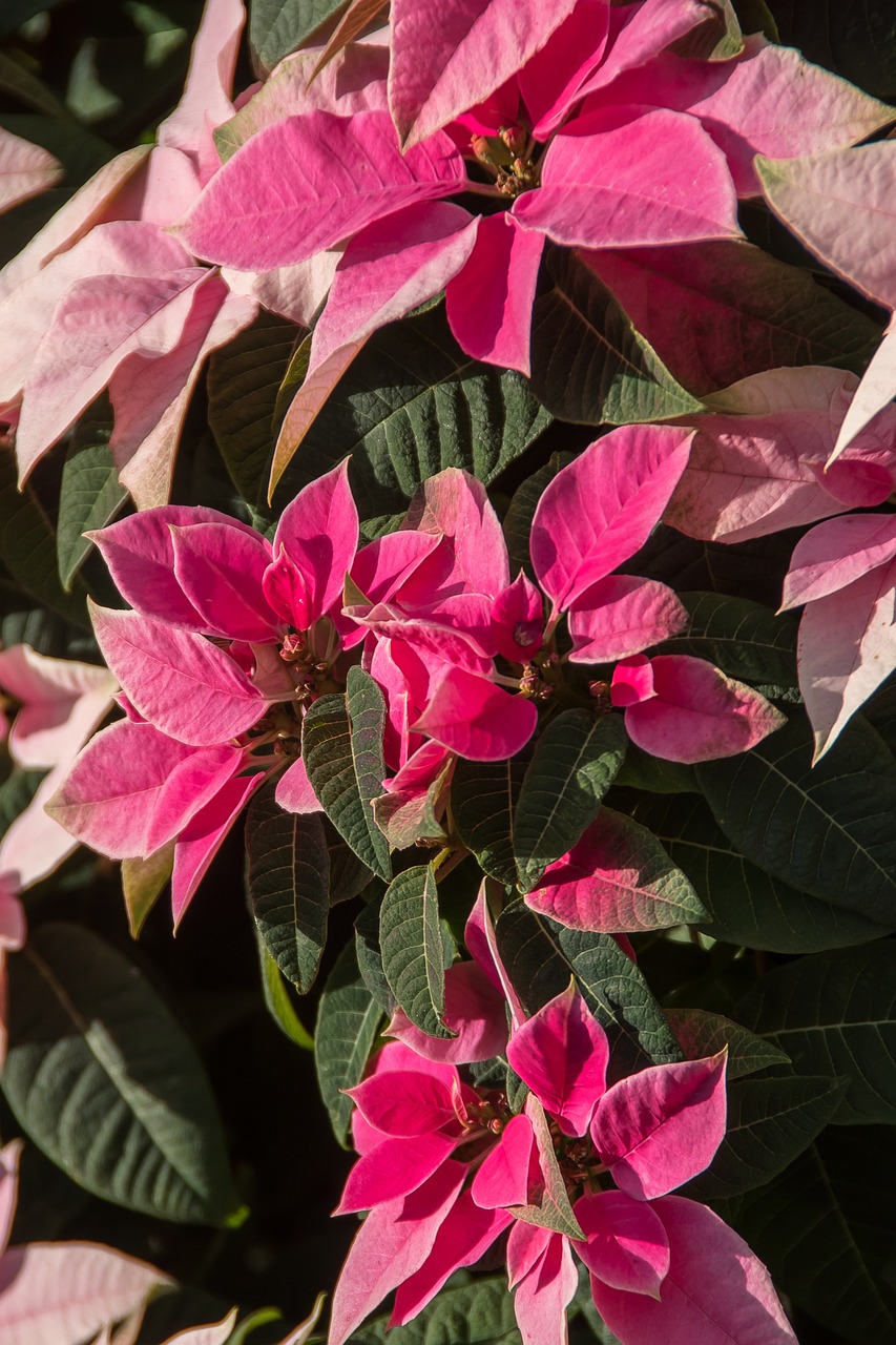 Image - poinsettia leaves flowers pink