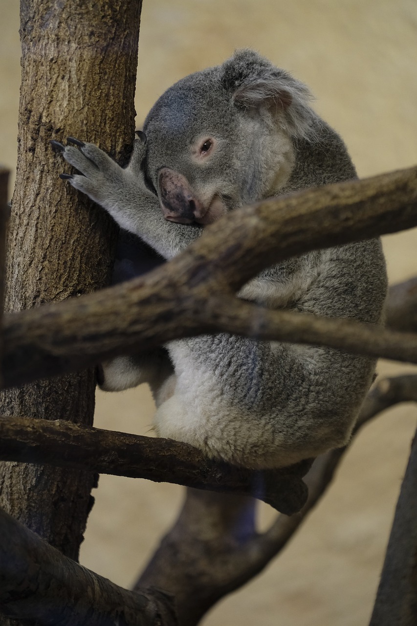 Image - koala bear marsupial lazy rest