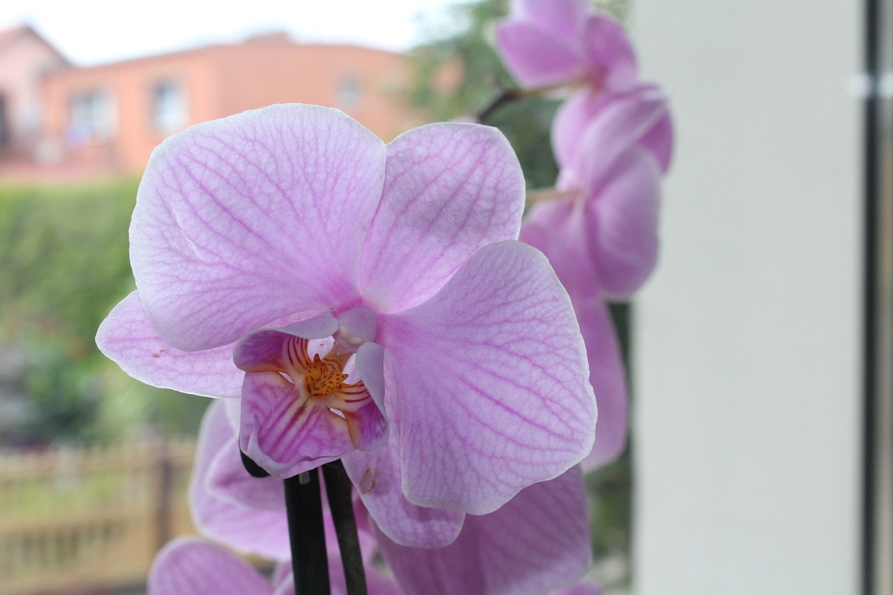Image - orchis ornamental plant flower