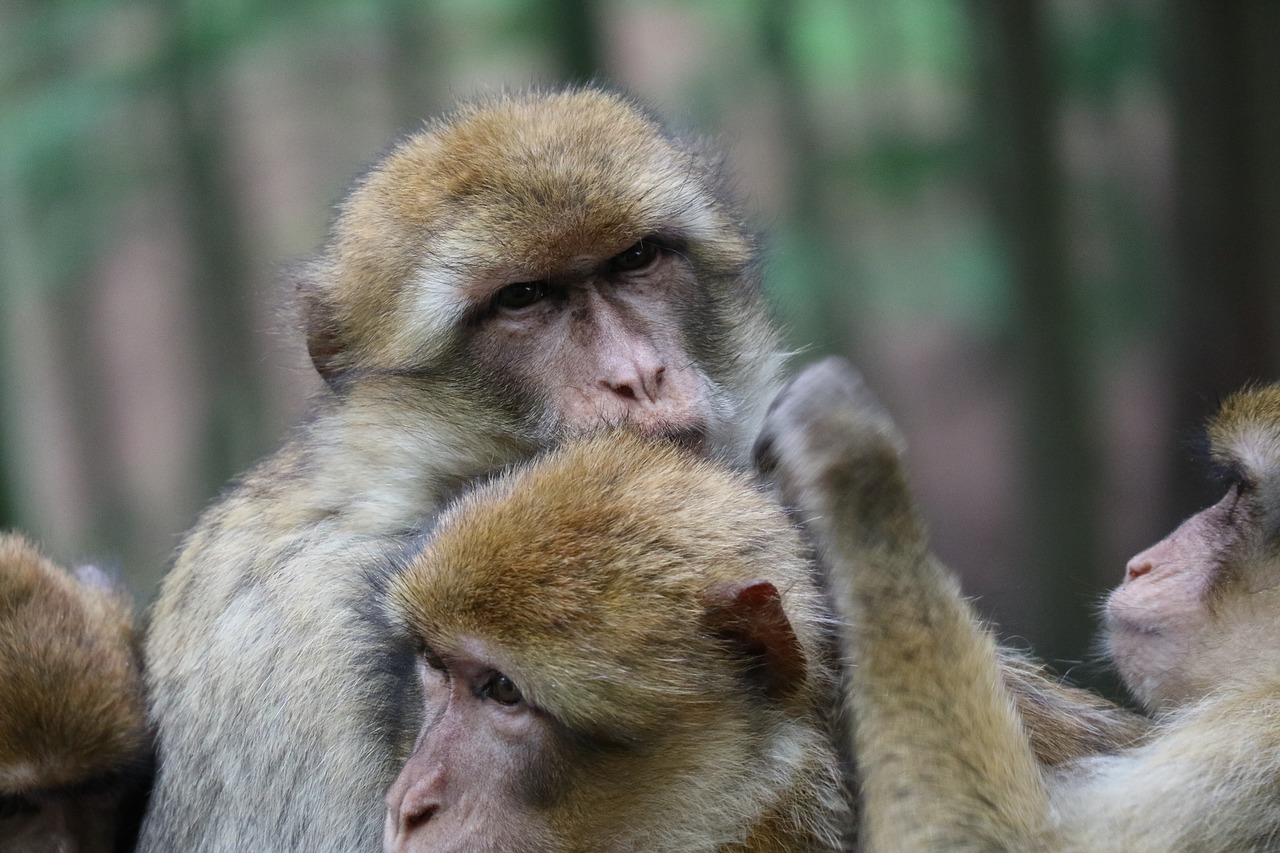 Image - ape animals snuggle forest