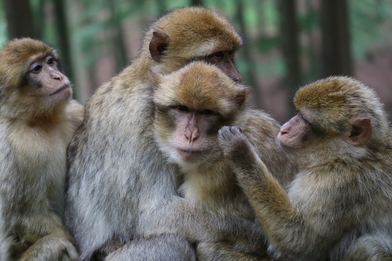 Image - ape animals snuggle forest