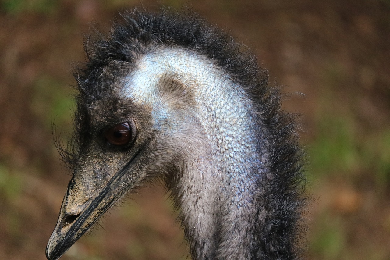 Image - emu wildlife photography bird bill