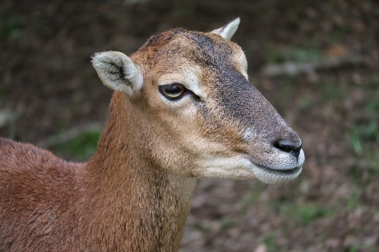 Image - goat wild close