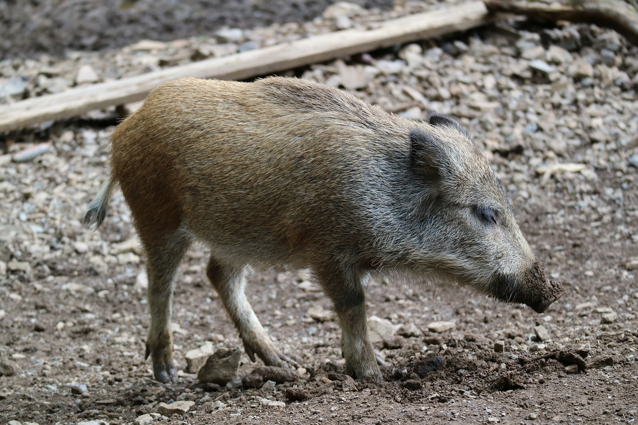 Image - boar piglet launchy