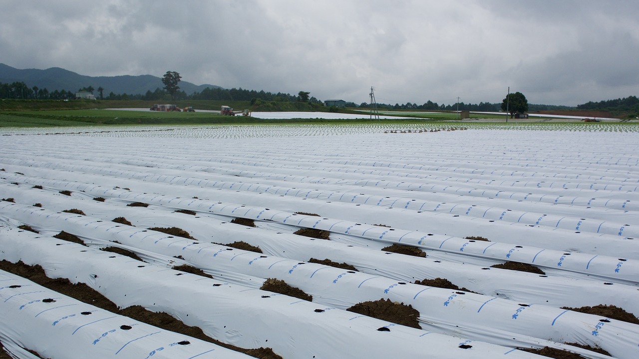 Image - lettuce field village