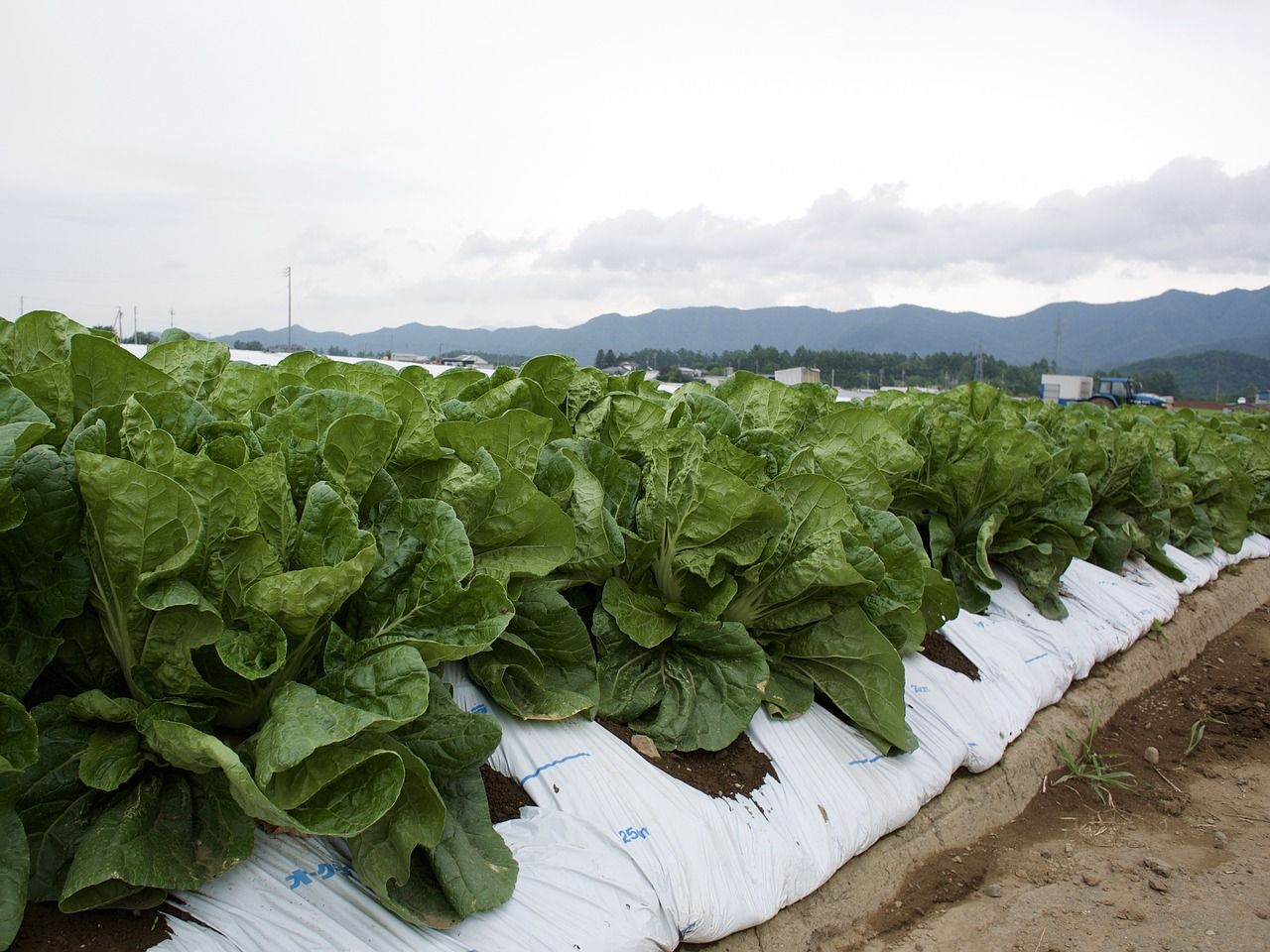 Image - lettuce field village