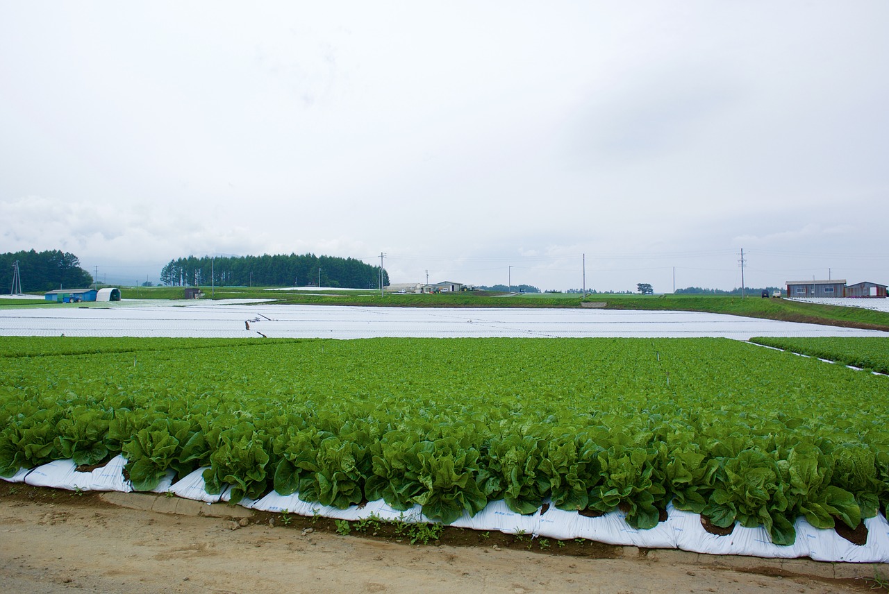 Image - lettuce field village