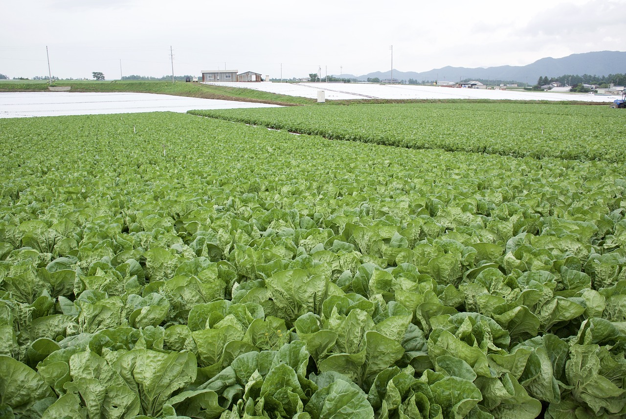 Image - lettuce field village