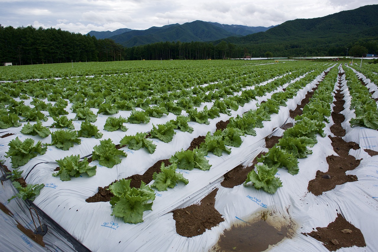 Image - lettuce field village