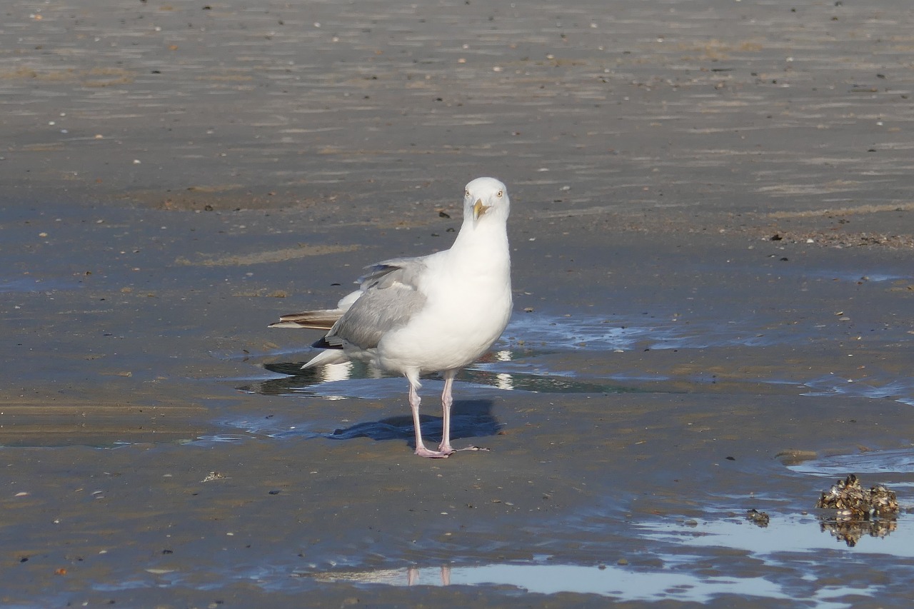 Image - seagull bird water bird seevogel