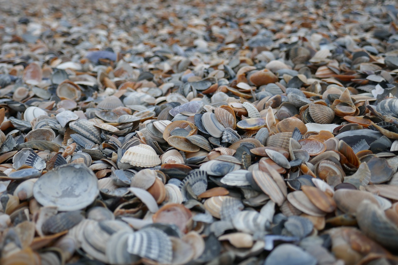 Image - mussels beach sand north sea sea