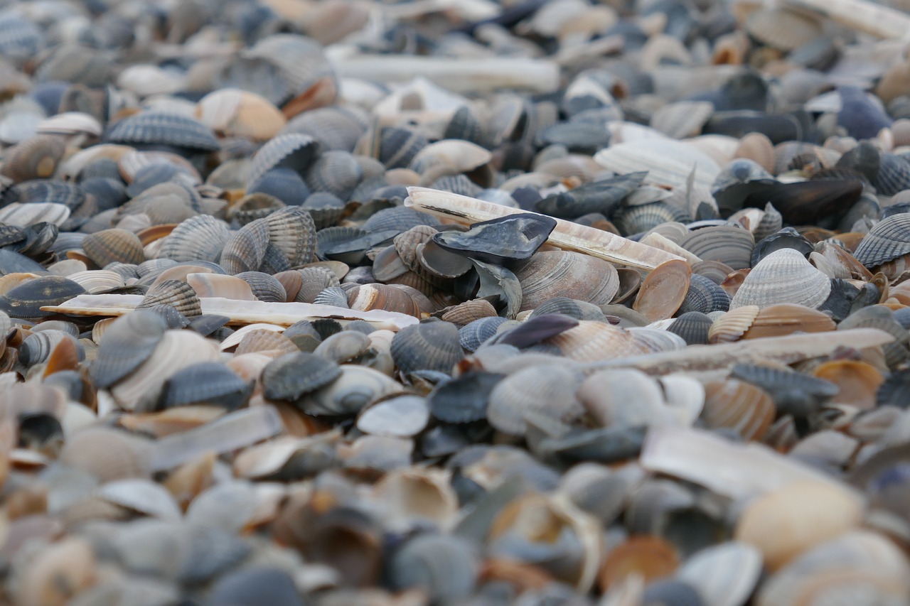 Image - mussels beach stones sand