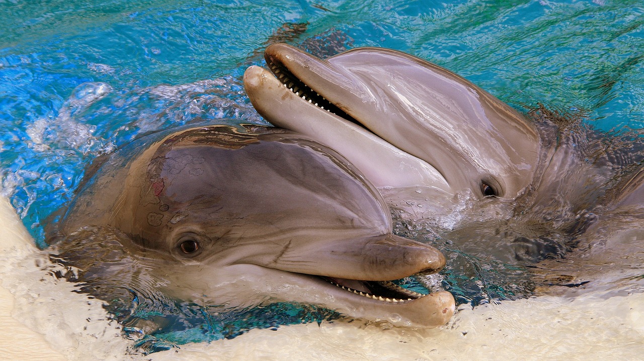 Image - dolphins usa las vegas