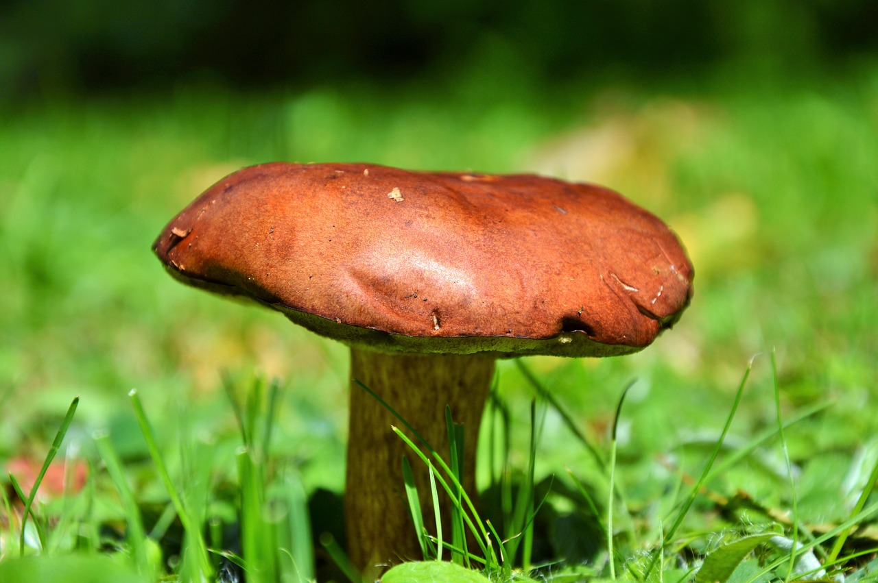 Image - mushroom tube mushroom brown cap