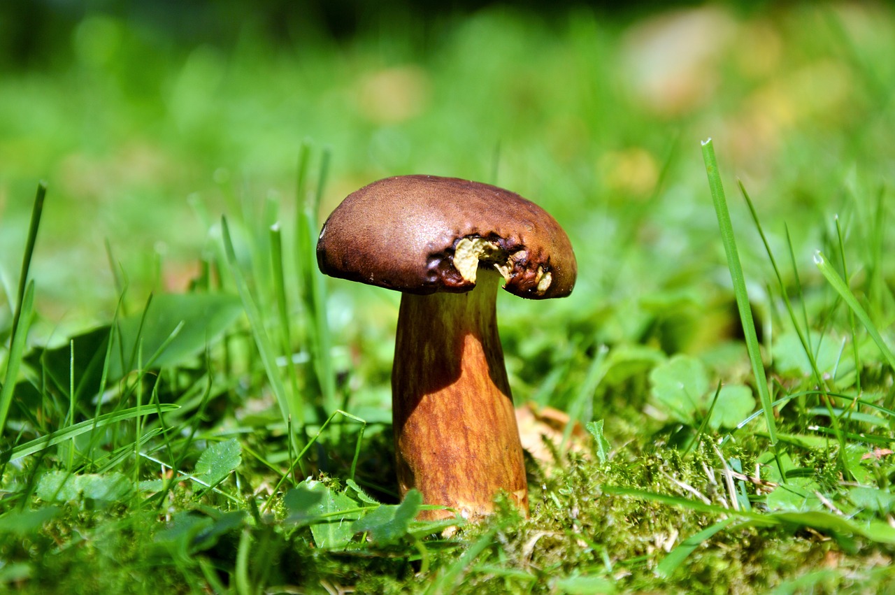 Image - cep mushroom tube mushroom