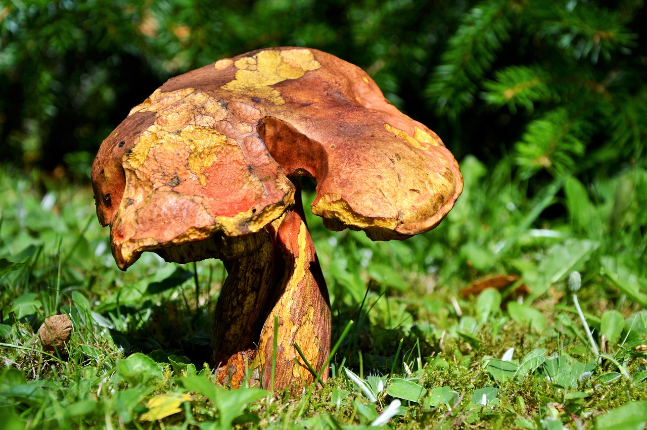 Image - mushroom tube mushroom red boletus