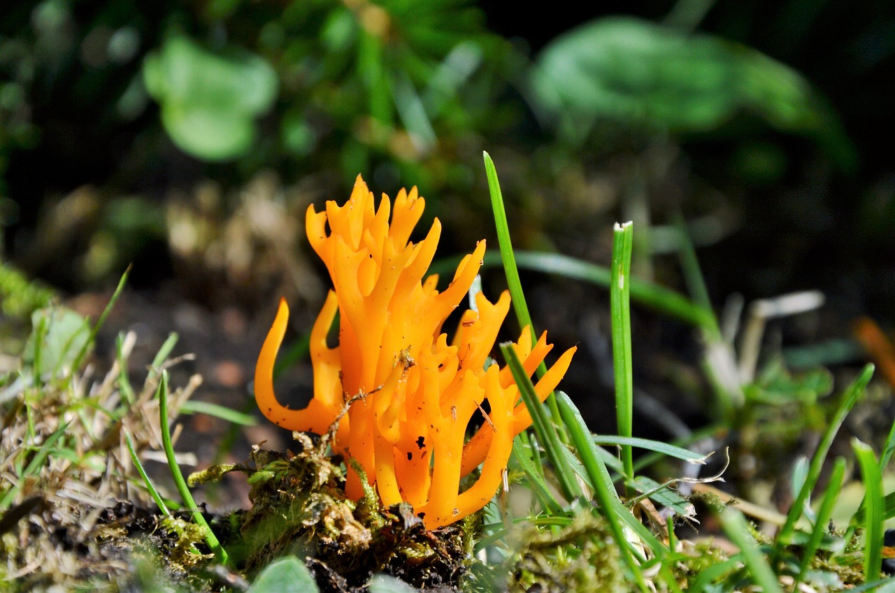 Image - mushroom goatee forest mushroom