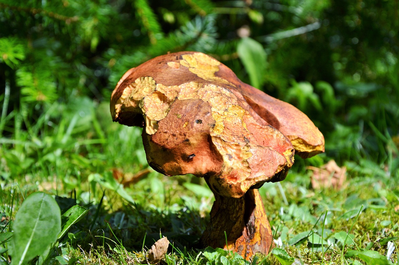Image - mushroom tube mushroom red boletus