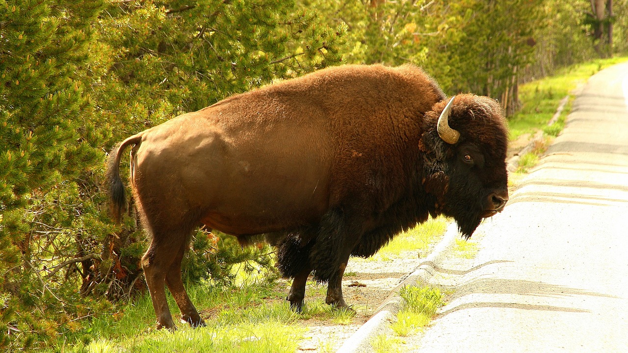 Image - yellowstone usa wyoming