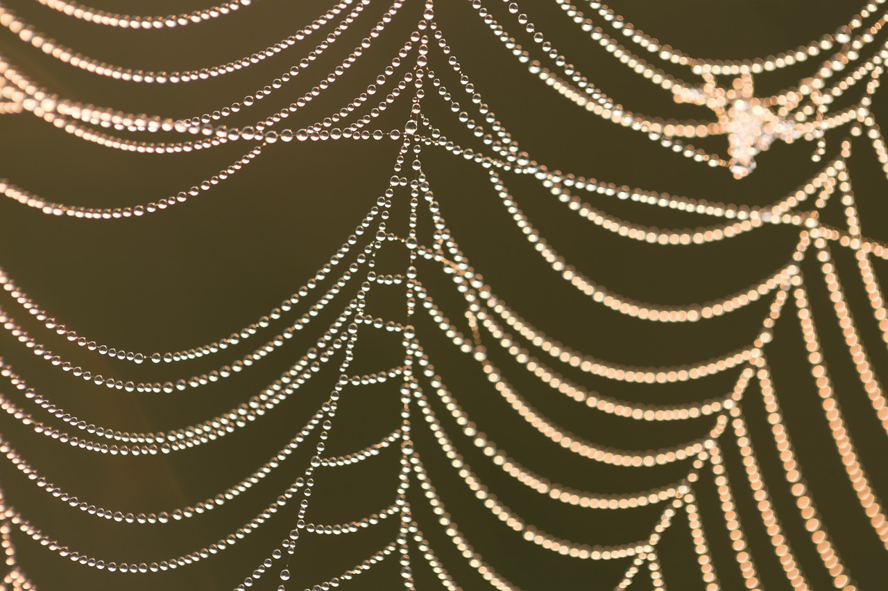 Image - spin web nature animal macro