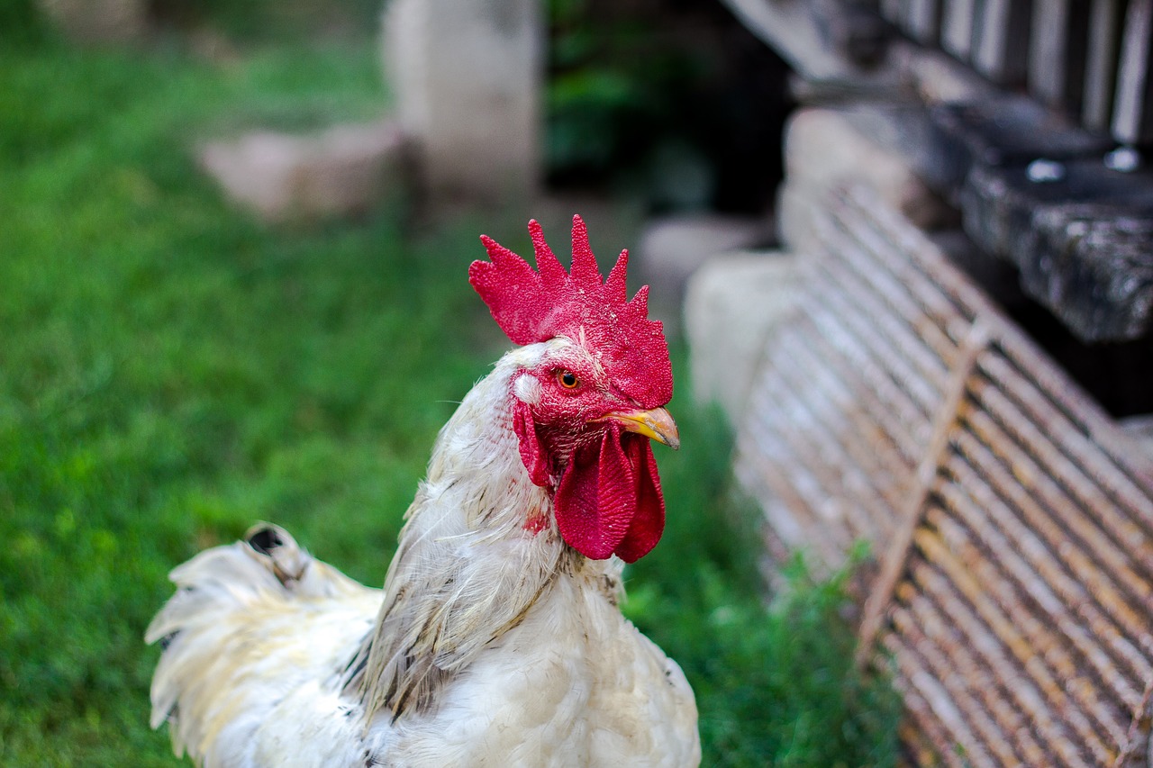 Image - cock yard farm village life red