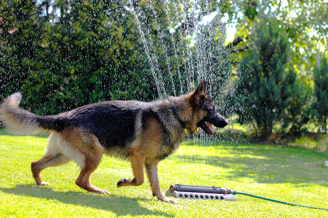Image - dog german shepherd animal loyalty