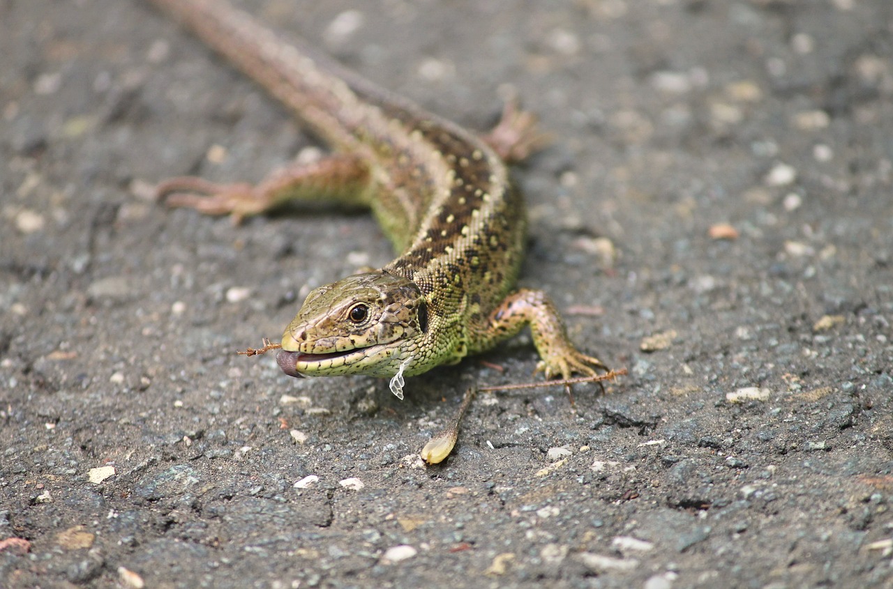 Image - sand lizard lizard lacerta agilis