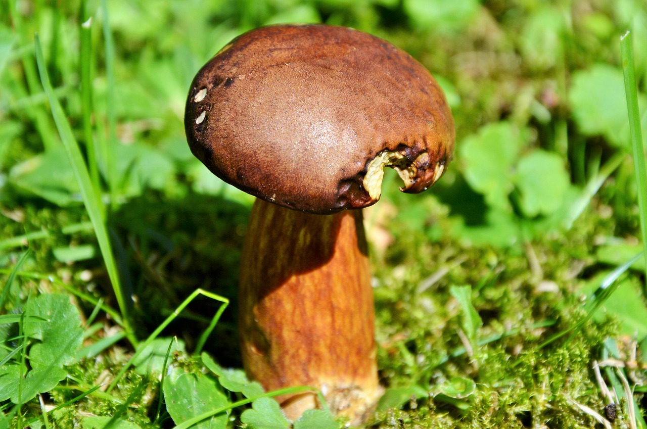 Image - cep mushroom tube mushroom