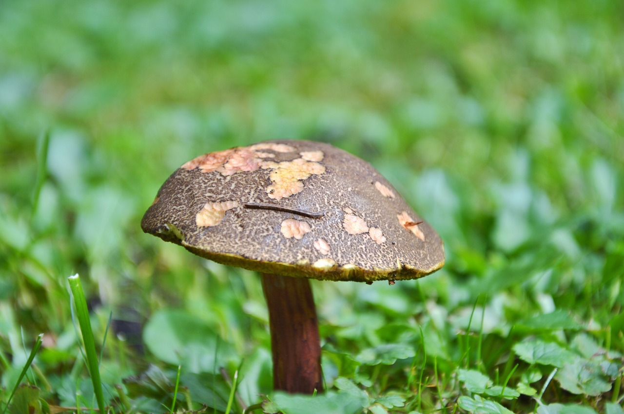 Image - mushroom tube mushroom red boletus