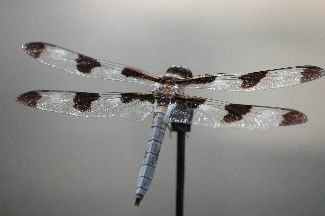 Image - dragonfly insect wing fly bug