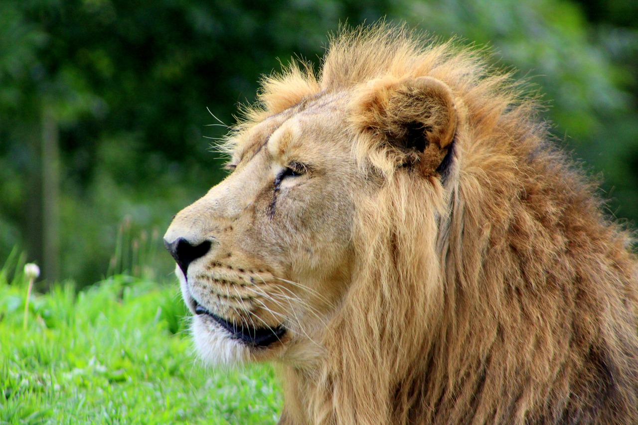 Image - lion zoo cat feline animal