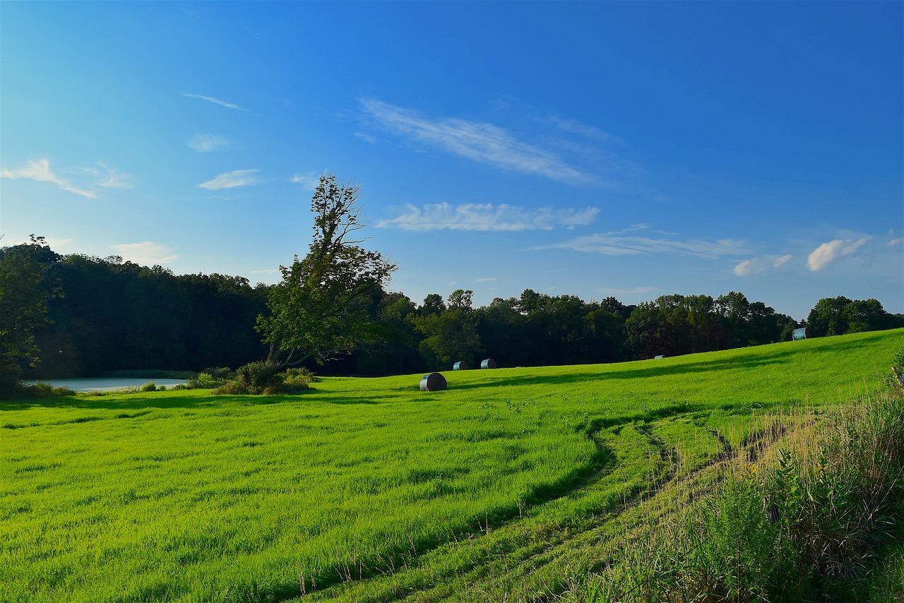 Image - field grass green hay tree blue