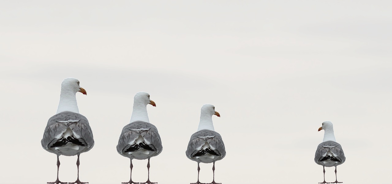 Image - gulls fun photo composing