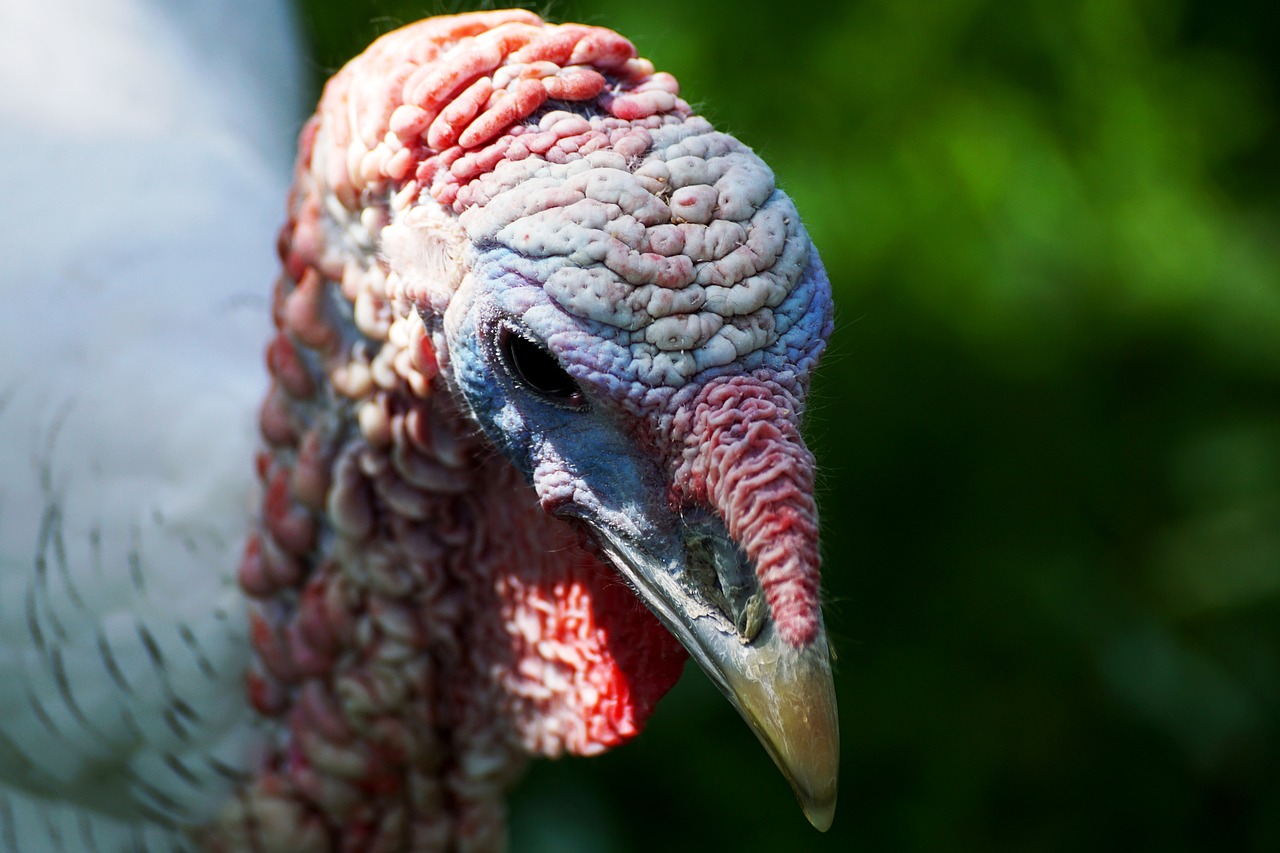 Image - turkey bird animal world animal