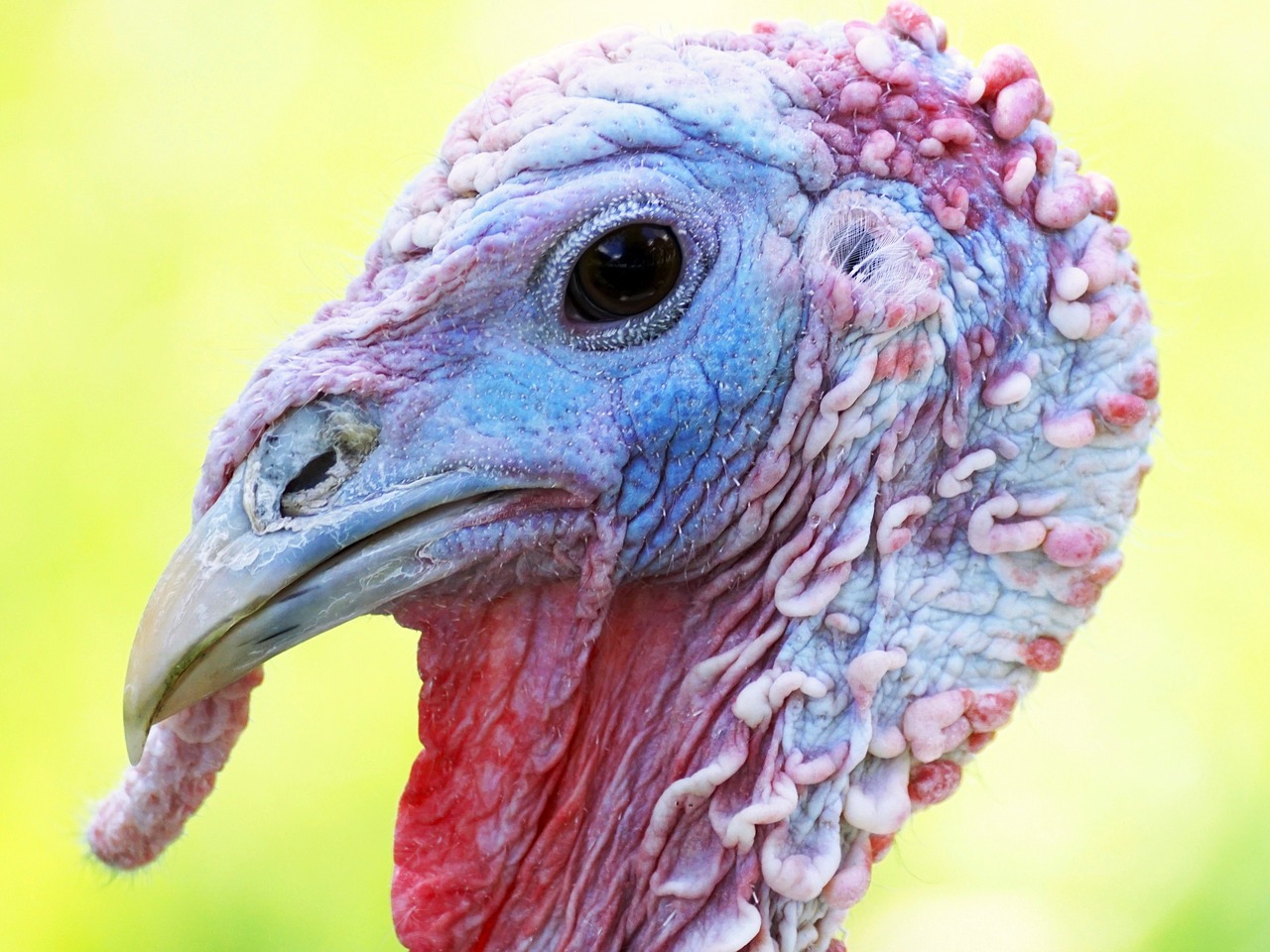 Image - turkey bird animal world animal