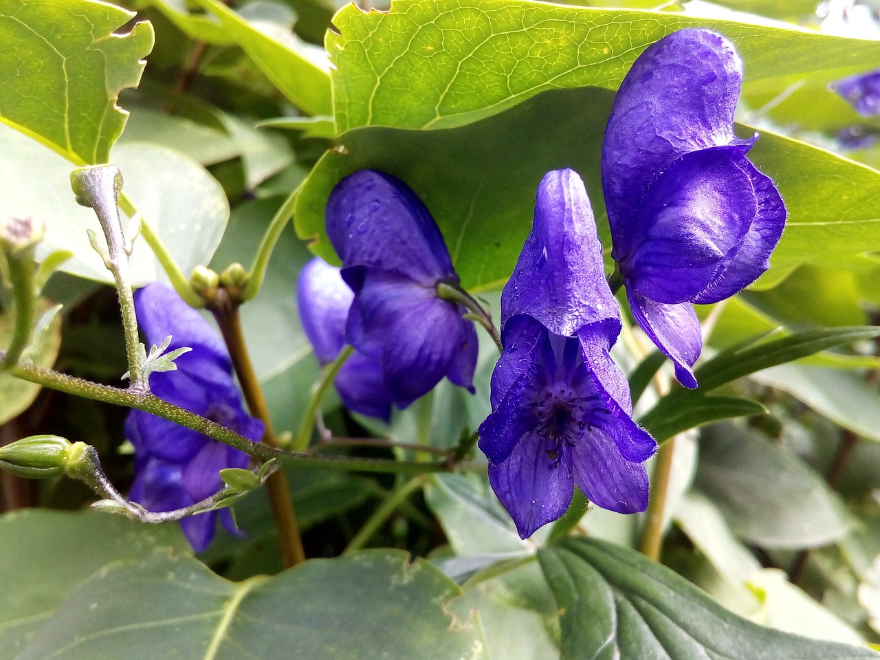 Image - aconite skullcap fighter dangerous