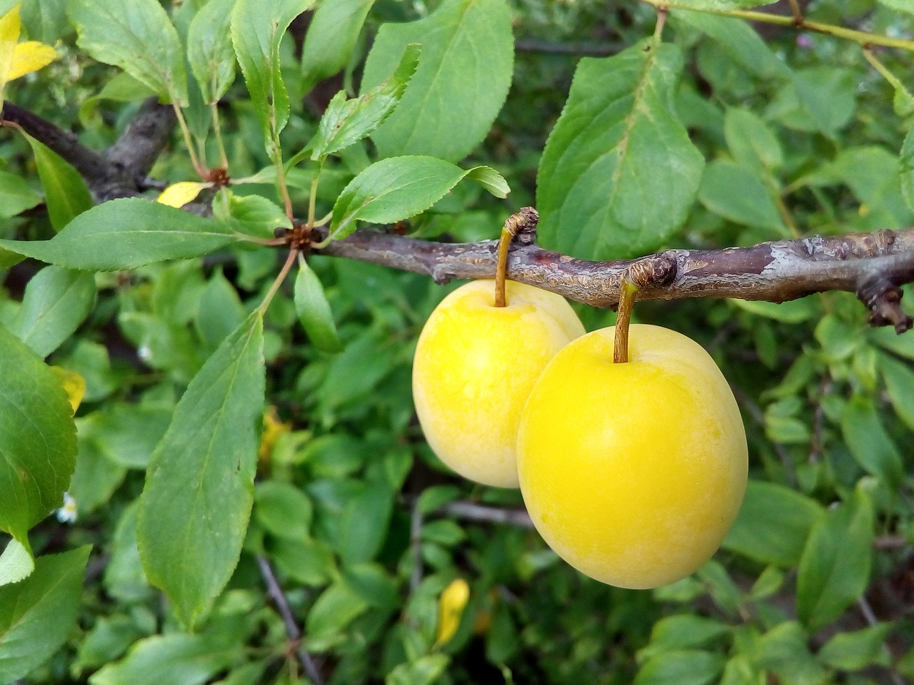 Image - plum fruit immature shades summer