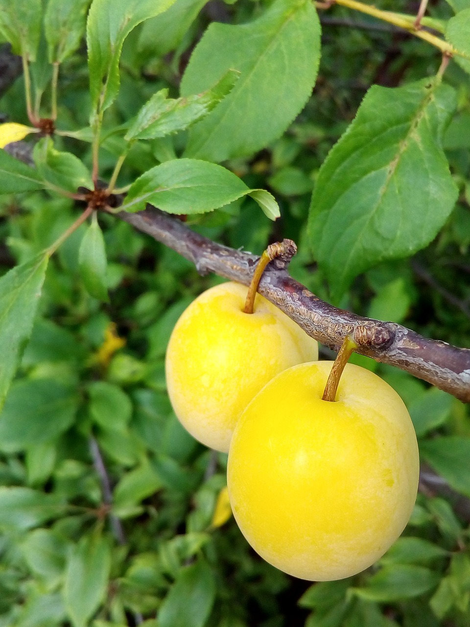 Image - plum fruit summer harvest garden