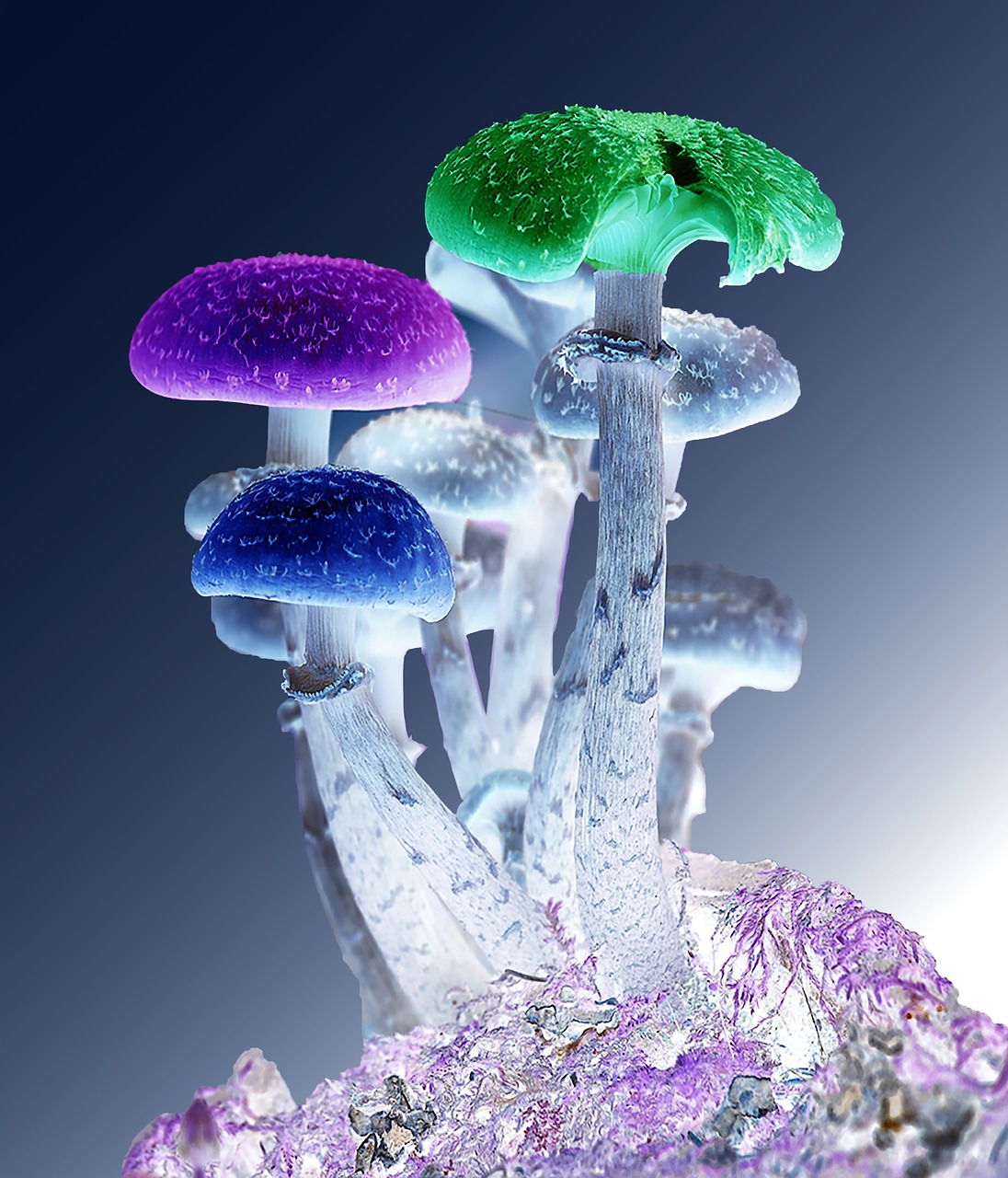 Image - photoshop mushrooms psychedelic