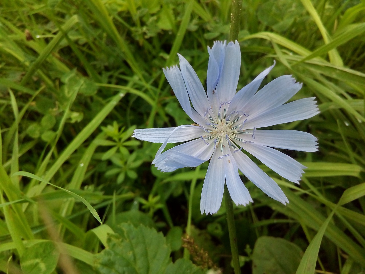 Image - chicory meadow grass flower blue