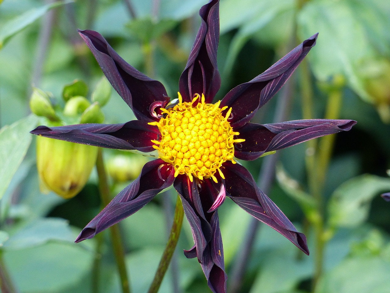 Image - dahlia flower bud plant colors